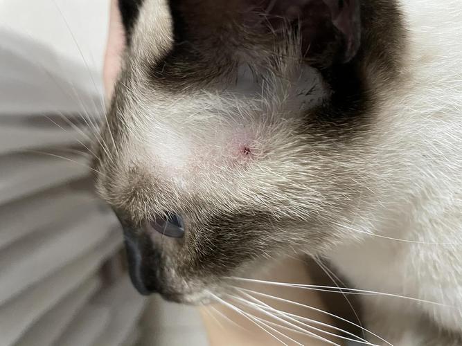 猫咪身上有脏东西怎么办