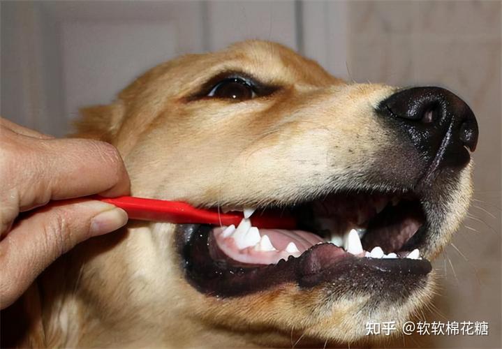 小狗总是乱咬东西怎么办