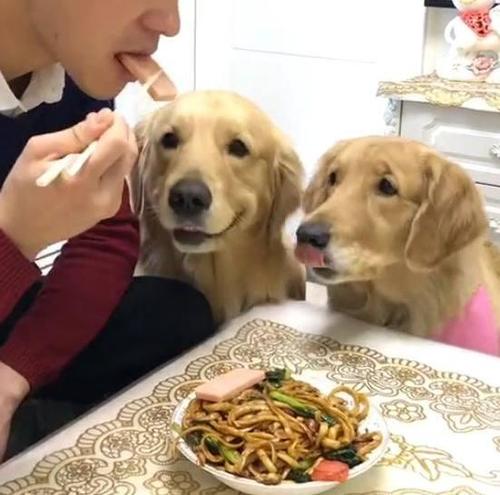 金毛狗怎么不让它吃外面的东西