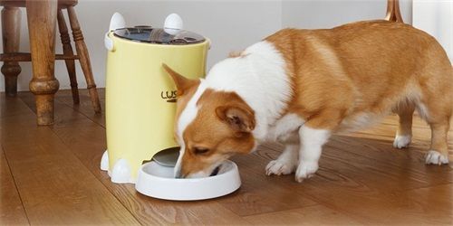 狗狗吃东西隔的怎么办