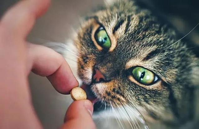 小猫吃药要注意什么东西