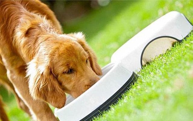 犬瘟呕吐不吃东西