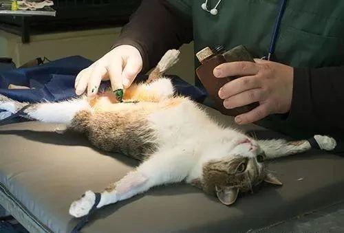 猫咪绝育后误吃东西
