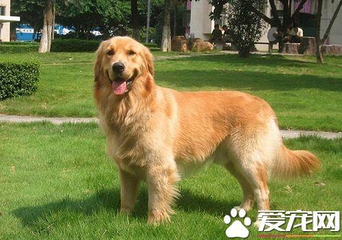 金毛犬怎么训练不随便吃东西