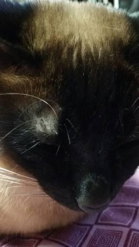 猫尿口有黑色脏东西是怎么回事啊