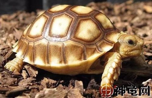 养苏卡达要买什么东西