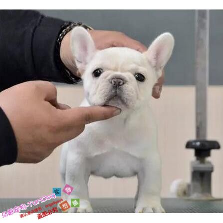 法斗幼犬鼻子留白色的东西