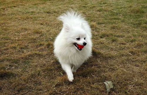 博美幼犬尿发黄不吃东西