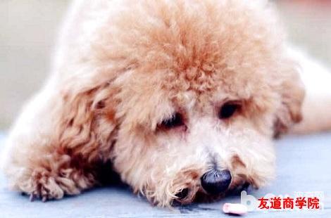 贵宾犬把吃的东西吐了怎么办