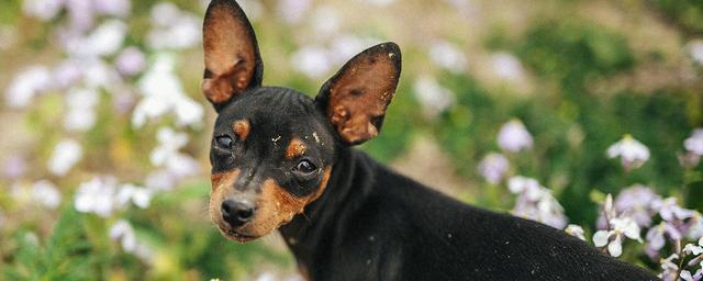 小鹿犬不吃东西怎么办