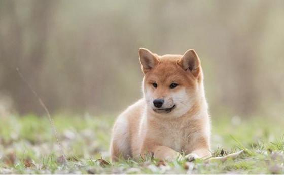 新买的柴犬拉稀不吃东西怎么办