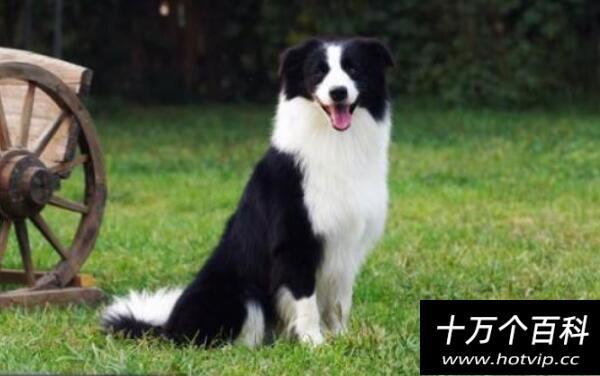 边牧怎么训练拿东西