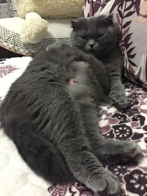 怀孕母猫不吃东西