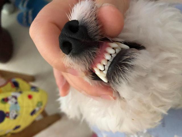 狗为什么老是咬东西怎么办啊