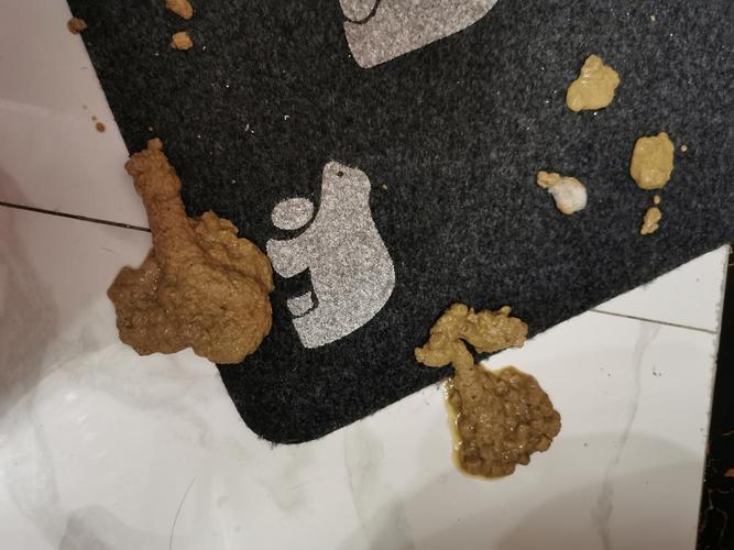 猫突然呕吐不吃东西