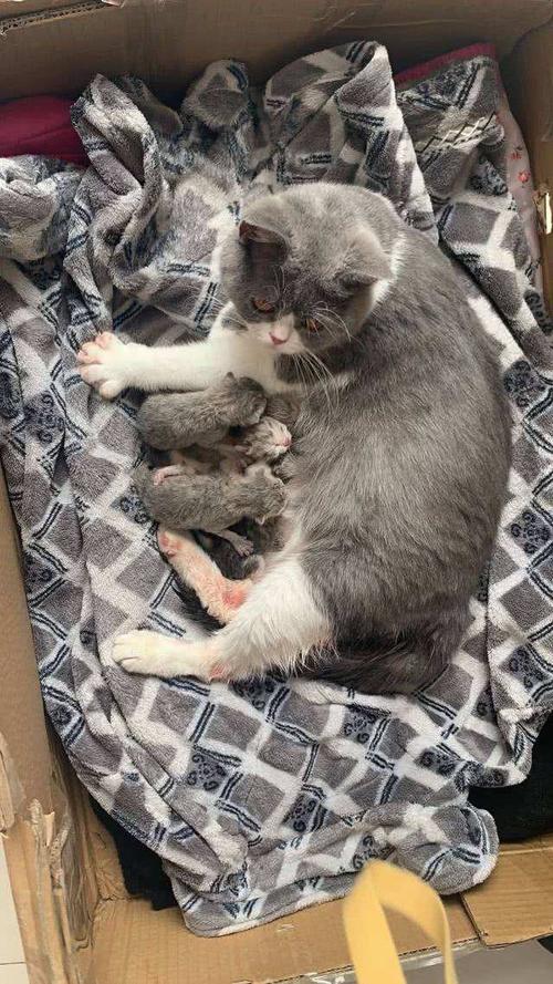 猫生产前该准备什么东西