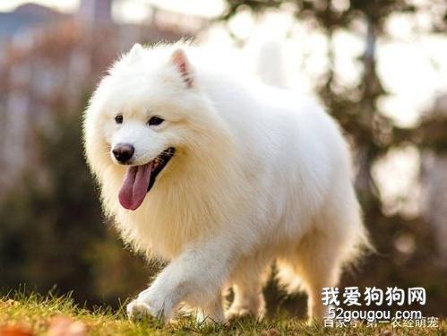 萨摩突然呕吐不吃东西怎么办