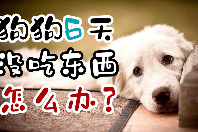 狗7天不吃东西是怎么回事