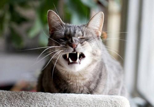 猫猫急喘气不吃东西