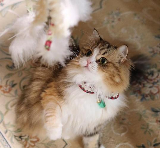猫咪焦躁不安乱咬东西