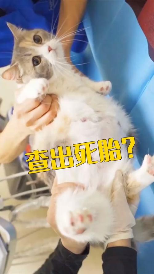 怀孕猫不吃东西怎么办