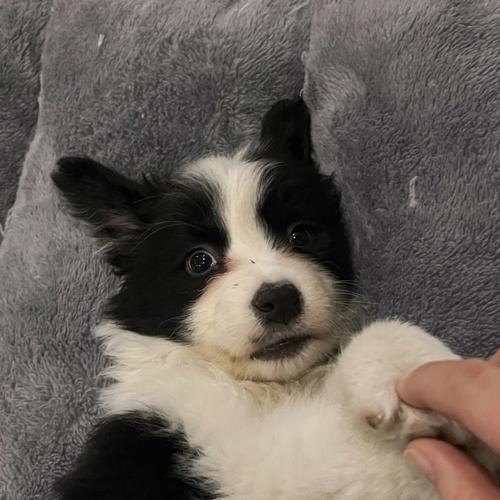小边牧为什么不吃东西怎么办