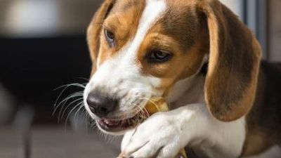 宠物狗爱咬东西怎么办