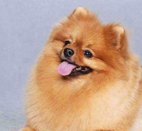 博美狗哪些东西不能吃