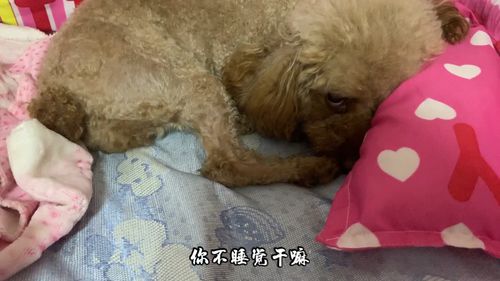 泰迪幼犬不睡觉嚼东西