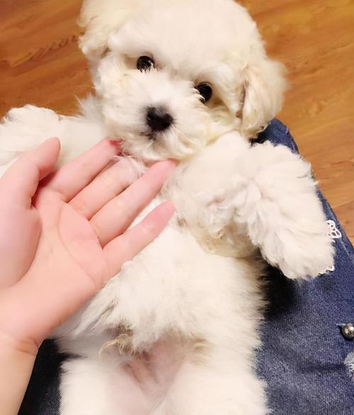 比熊犬乱吃东西怎么办