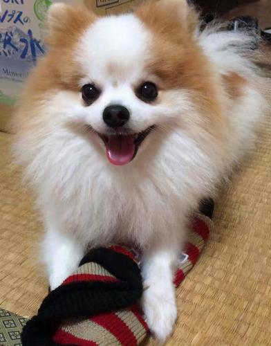 如何训练博美不咬东西