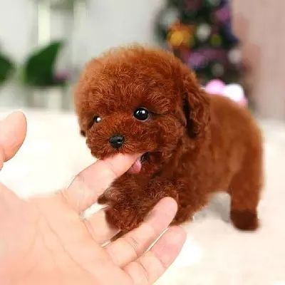 泰迪狗生狗狗注意什么东西