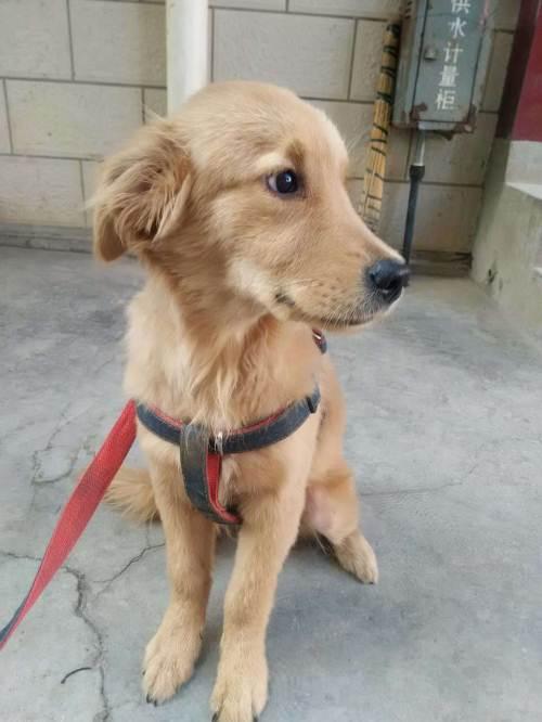 4个月金毛乱吃东西