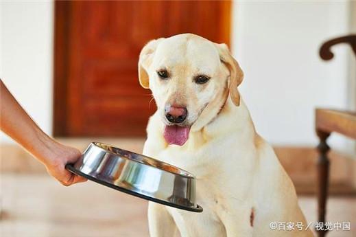 新狗进家该注意什么东西
