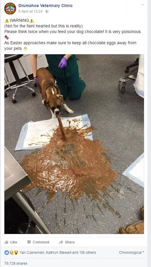 狗狗怀孕吐不吃东西
