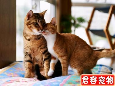 猫一直用身体蹭东西怎么办
