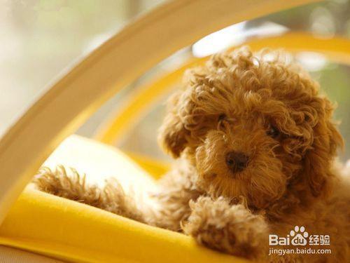 泰迪犬突然不叫不吃东西怎么办