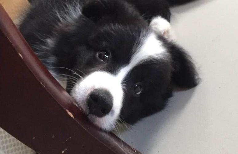 如何制止边牧幼犬乱咬东西