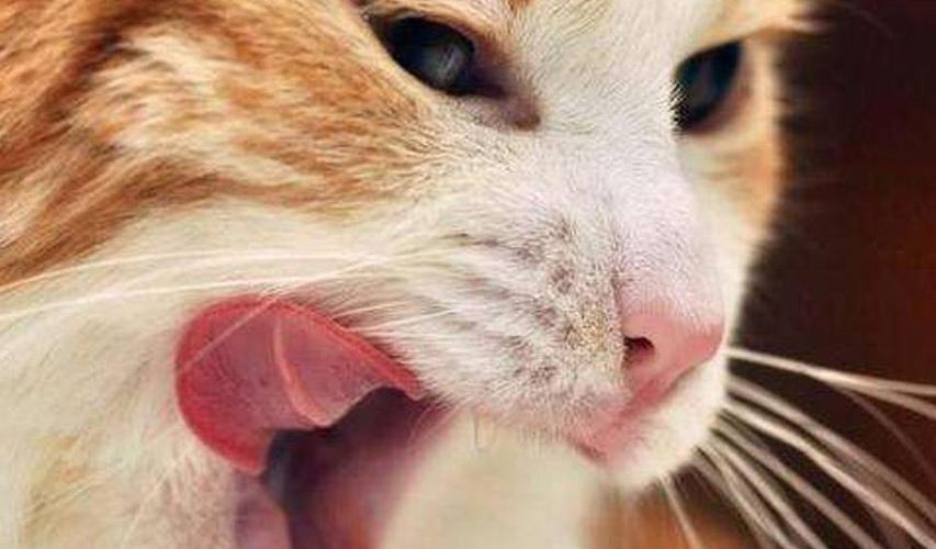 猫很痒 不吃东西怎么办