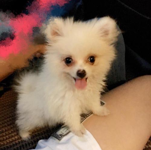 博美幼犬吃脏东西呕吐