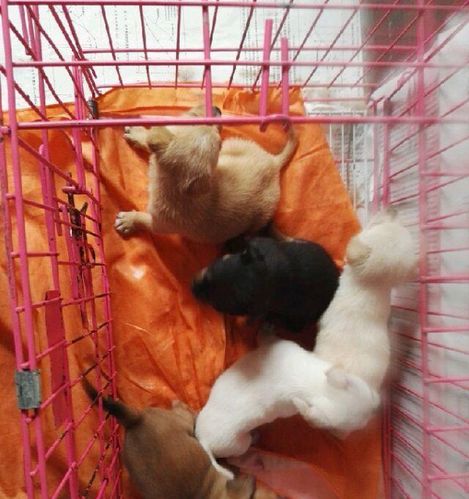狗满月了不吃东西怎么办