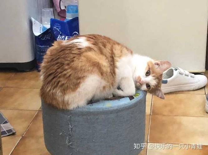 带猫出去住准备什么东西