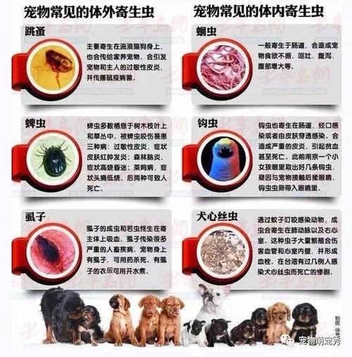 幼犬体内蛔虫 不吃东西怎么办