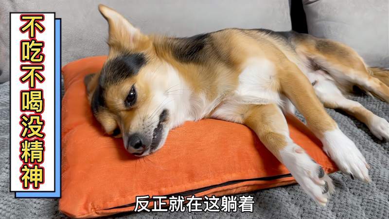 狗病了不吃东西没精神