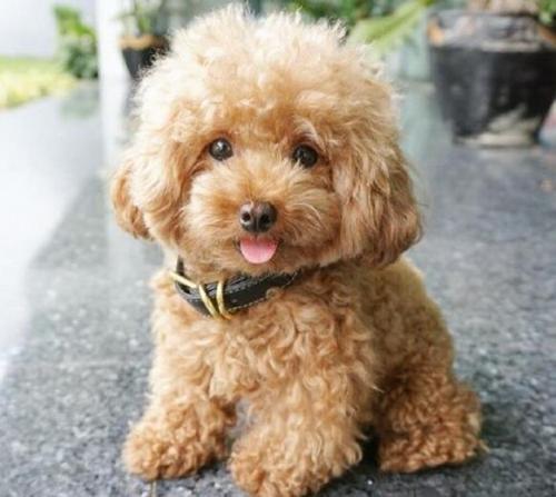 泰迪狗狗怀孕不能吃什么东西怎么办啊