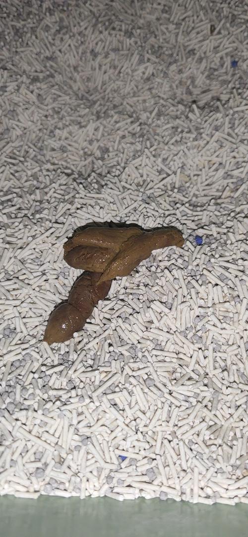 猫胃非常的硬不吃东西不大便