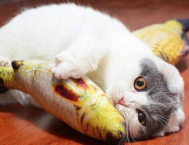 小猫几天能吃东西怎么办