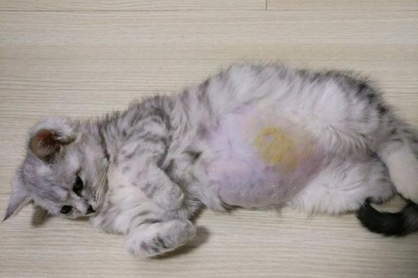 猫肚子有虫都不要怎么吃东西