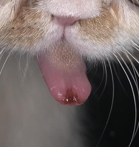 猫 舌头溃疡 吃东西