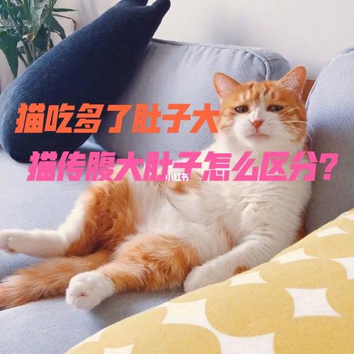猫肚子扁不吃东西是什么